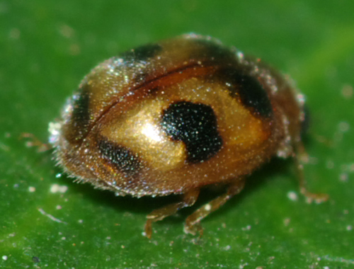 Coccinellidae da identificare